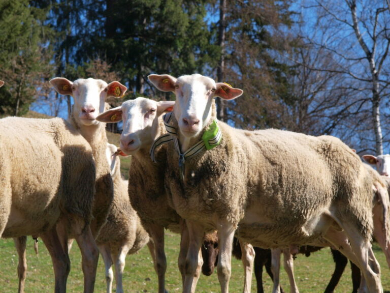 Internet der Tiere - Projekt "Weide-GPS"